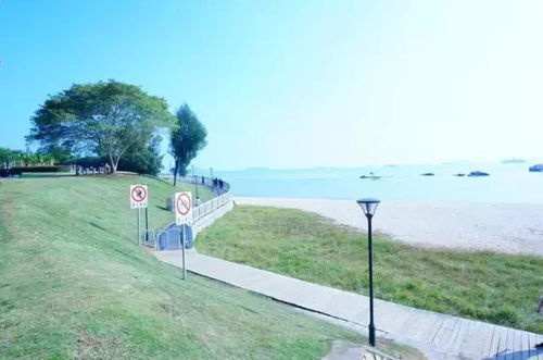 环岛路：大型交通混乱模拟器