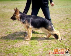 德牧故乡——乱七八糟的“如画”美景