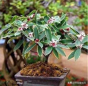 2026年最新枸杞种植风水指南