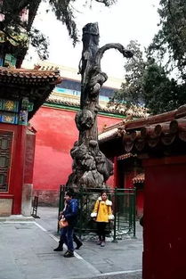 古树名木：见证历史持续发展沧桑