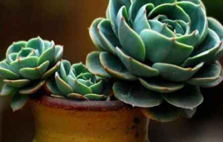 5. 花草植物？搬家公司的噩梦！