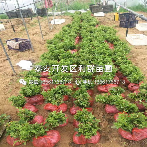 独杆黄杨树苗多少钱一棵,独杆黄杨盆景造型大全