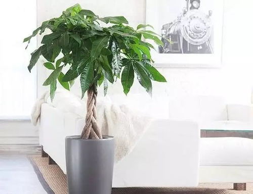 客厅风水布局：钱途无量