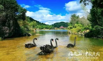 梅花山的“惊喜”