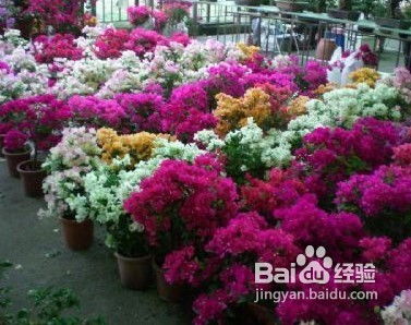 开封的隐秘故事：从菊花展到夜市深厚处