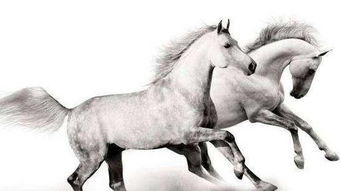 属马的人：奔腾之财还是奔波之苦？