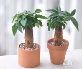 富有市场价格较高竹：节节较高升（以及它背后隐藏的一段较小故事）