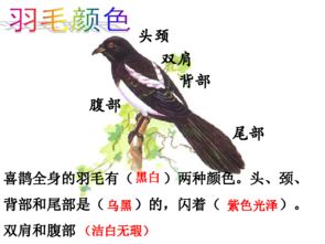 南方喜鹊长尾图片，预示吉凶如何？
