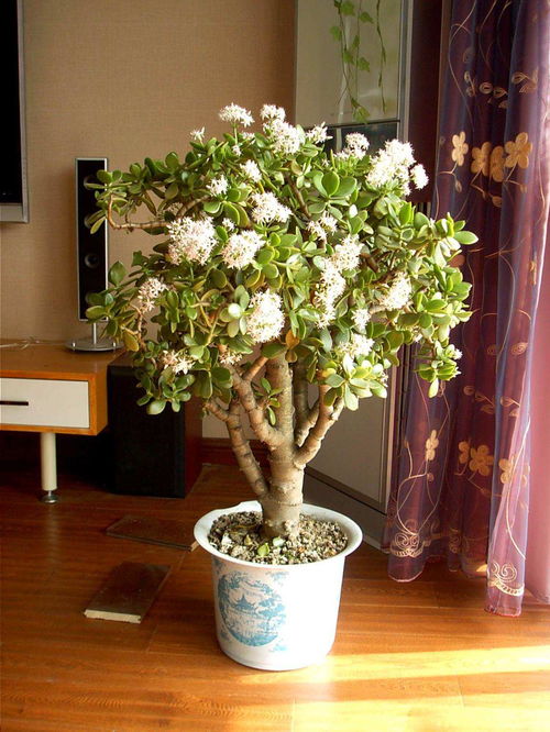 梦见开花的树是什么预兆或象征？