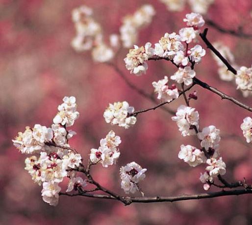梅花杏花照玉堂指的是什么生肖动物？