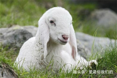 2026年属羊1月搬家吉日具体是哪几天？