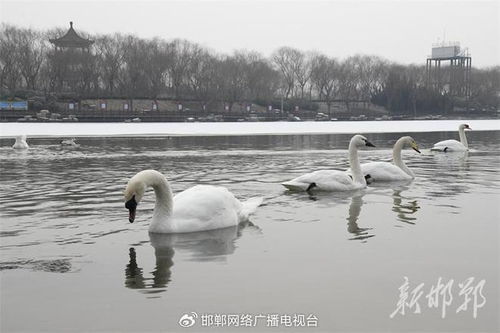 冬日天鹅湖适合赏景吗？这是一个问题！