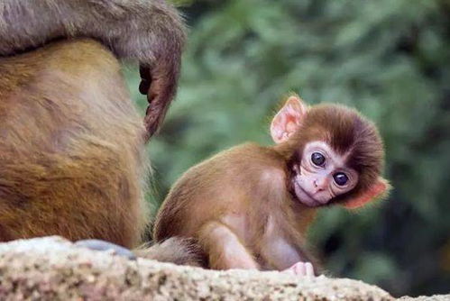 1980年属猴2026年出生运势详解具体如何？