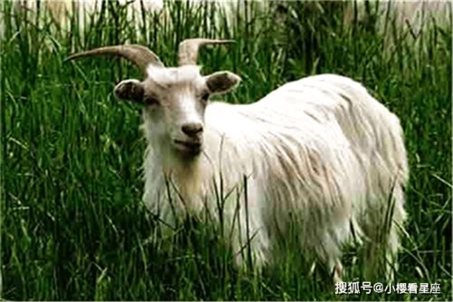 2026年属羊的人，何时会得到贵人相助，以及这些贵人是谁？