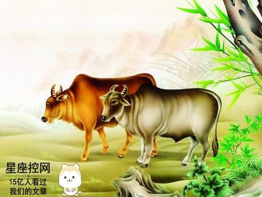 2. 牛：土金冲撞