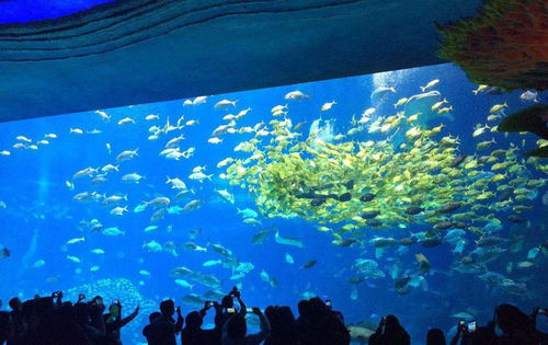 杭州海底世界：西子湖畔的海洋奇境