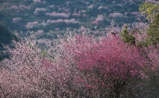 春天到底在哪里？哦原来在崇左等你啊！！！