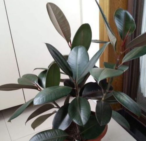 一、 橡皮树究竟是一种怎样的“神奇”植物？——从古到今的不靠谱传说与真实实细节混合版（不做严肃科普， 纯粹娱乐活动）