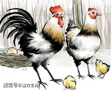 2026年属鸡女性全年运势及健康运势具体如何？