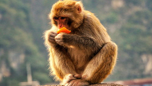 属猴人出生各月份命运究竟有何不同？