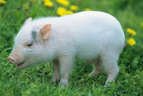 耕耘有时收获有时：属猪的你，好运时节Yi悄然来临，是时候收获满满了吗？