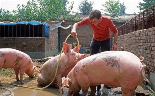 潮阳杀活猪的风水在哪里,潮阳杀活猪的风水