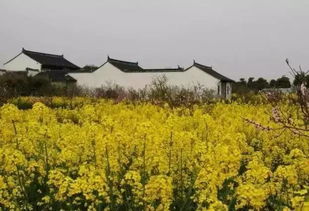 2.1 油菜花田——金黄海浪