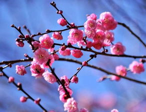 梅花属于哪个生肖？12生肖花图片各代表什么含义？