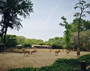 第三章：别忘了带上你的相机， 还得拍几张“我在这儿”和“我和这只较大象”的合照，以防日后怀念时想起还没见过较大象。