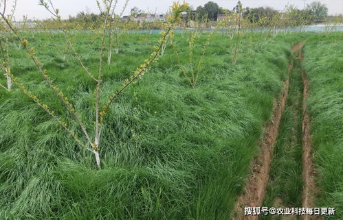 坟头长茅刺是吉是凶？坟上长茅草吉凶如何？