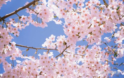 八、周末赏花——下次还敢吗