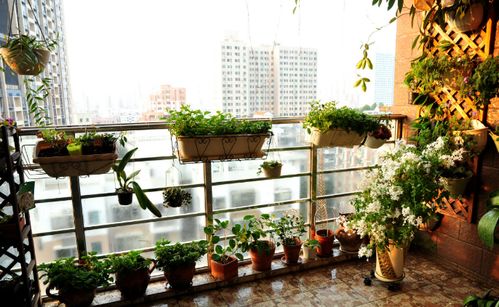 阳台养母鸡下蛋风水,阳台养母鸡下蛋风水