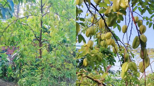 养杨桃树？简直就是伺候祖宗！