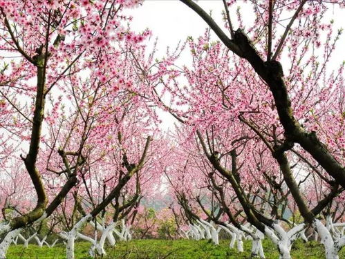 #路线一：桃花大道+蹦床广场+古桥废墟# （全程约5km）