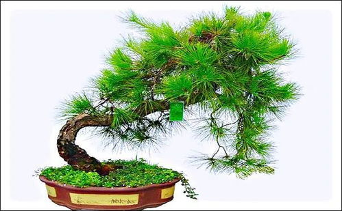 震惊！文竹竟是千年玄学秘宝！
