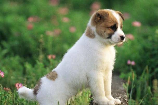 1970年属狗人在2026年有哪一方面的灾祸，在哪一方有可能发财？