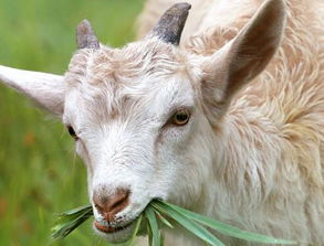 四十五岁属羊男性今天财运如何，预示着怎样的财运变化？