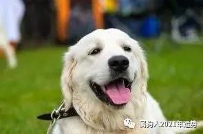狗命苦不苦？龙命好不好？瞎掰一通你就知道了