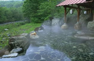 一、季节选择：到底哪个季节才是最佳？