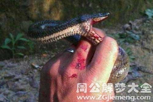 梦见黄色大蟒蛇是什么预兆？