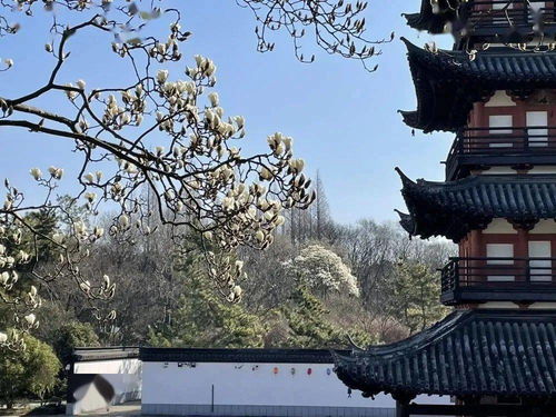游客真实感受（乱序）
