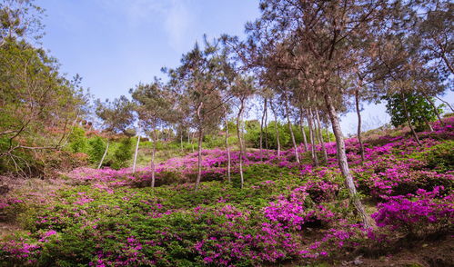 角美花海：一场让灵魂哭泣的视觉诈骗