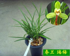 家里养墨兰的风水,家里养墨兰的风水