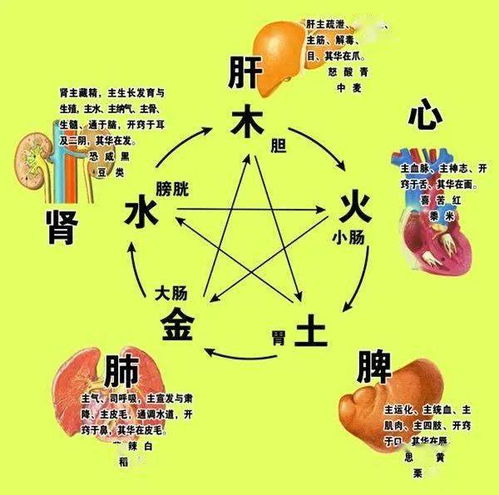 中医里的