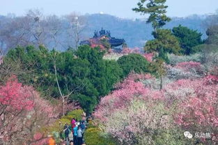 梅花山门票：一场让钱包哭泣的春天陷阱