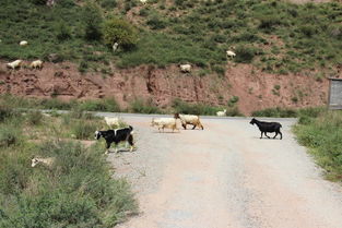 坎布拉公园：名字高大上 实际low到爆
