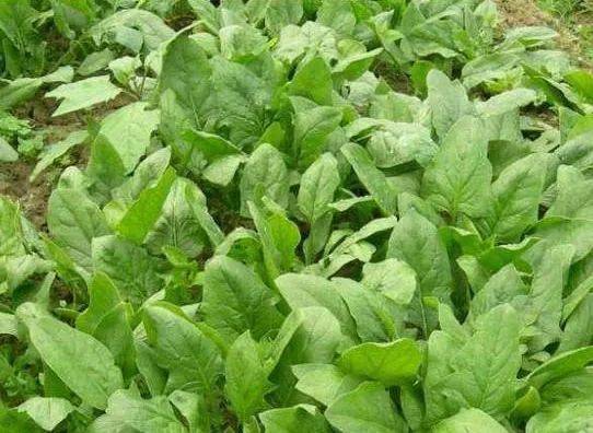 家里种云南香菜风水,云南香菜种植