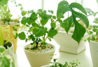 风水植物治病的方法是什么,风水植物治病的方法