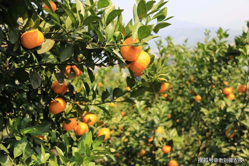 柑桔树的风水作用与禁忌,柑桔树的风水作用与禁忌