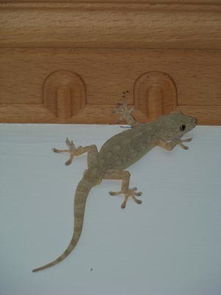 家里养壁虎对风水有影响吗？需要摆放哪些风水物品来改善？